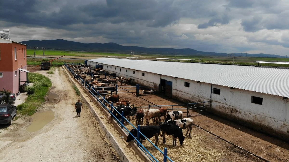 Kurban Bayramı öncesi besicilerin hazırlıkları hız kazandı
