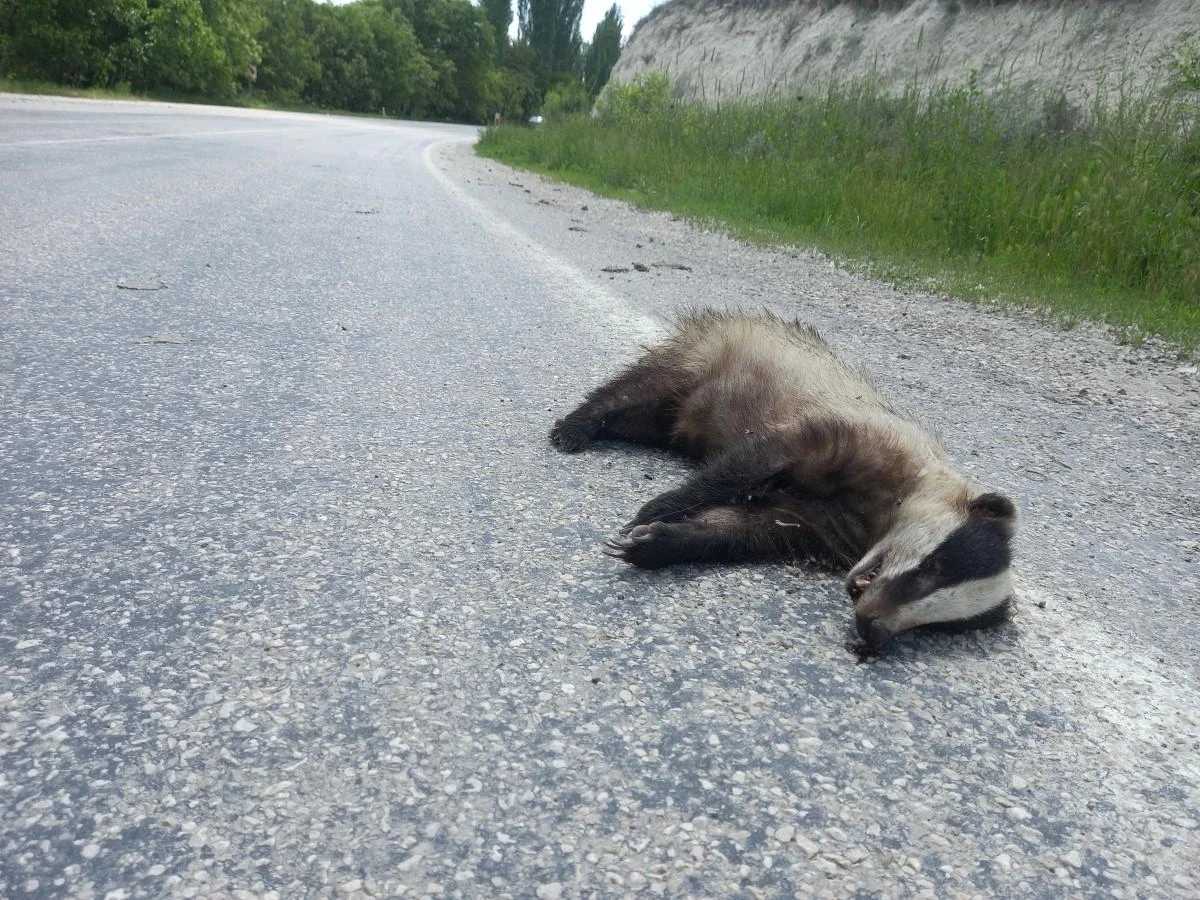 Nesli tükenen porsuk ölü bulundu
