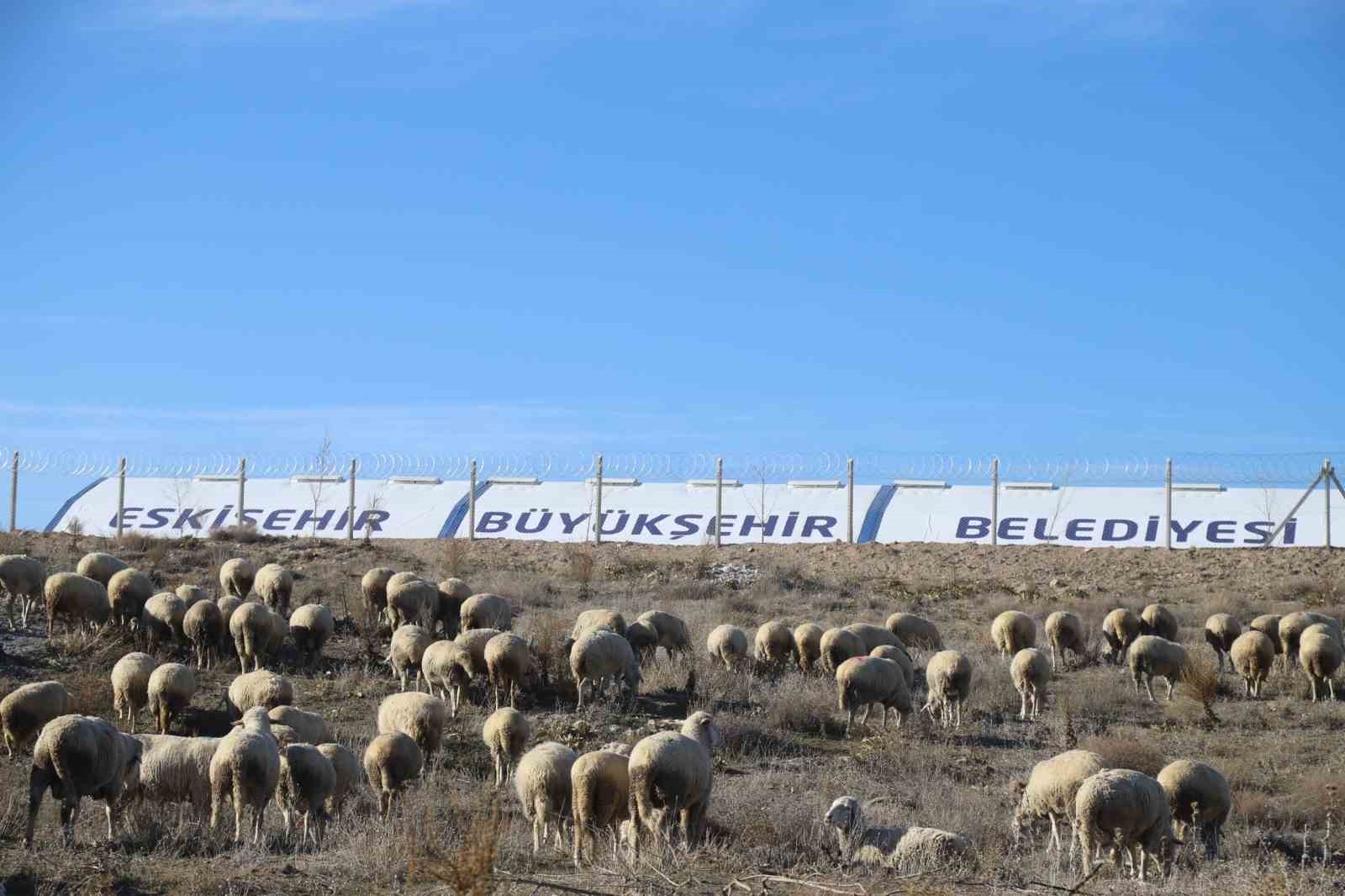 buyuksehir-ureticilere-kucukbas-hayvan-destegi-sagliyor