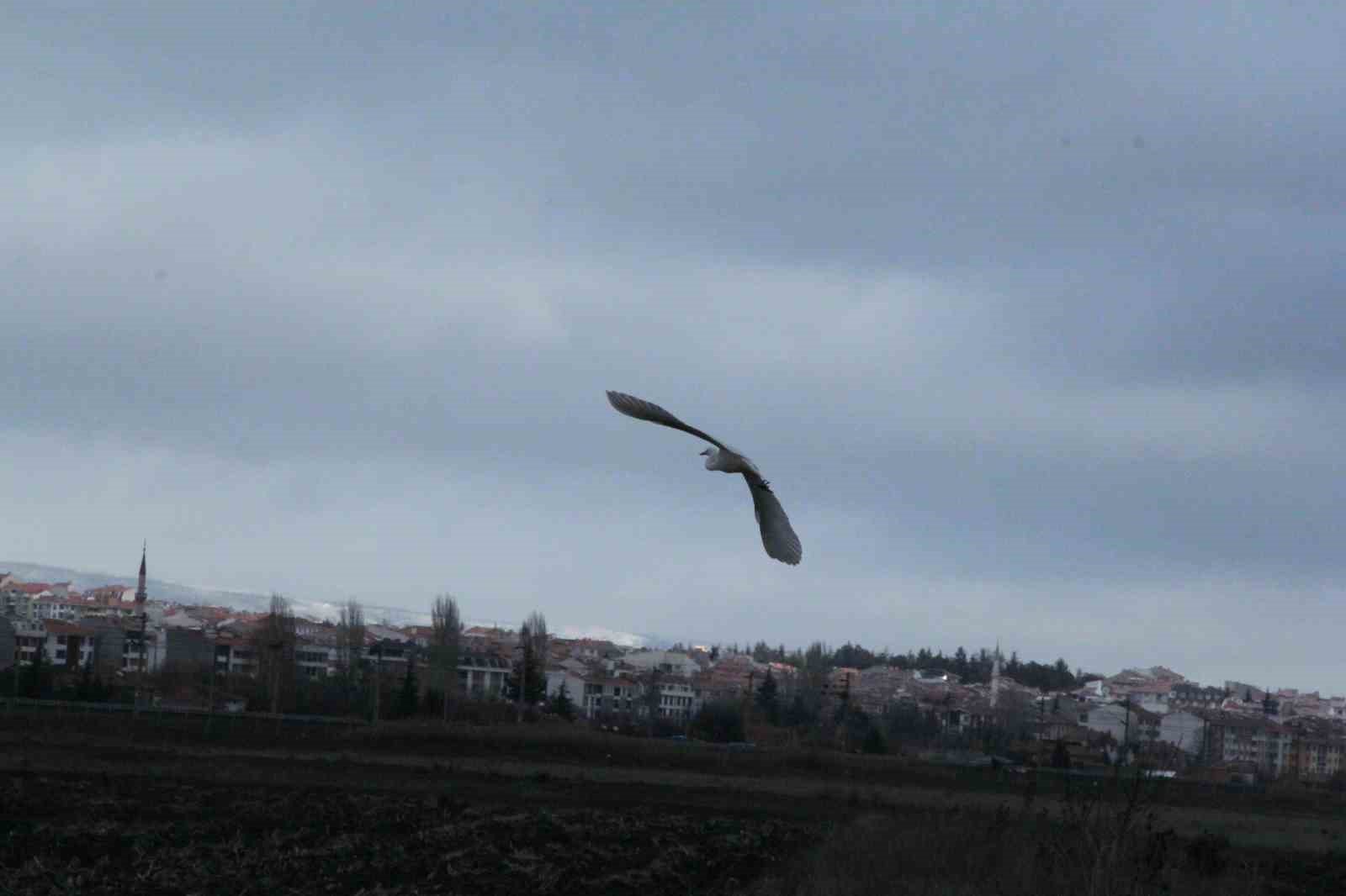 eskisehir-nadir-gorulen-beyaz-balikcil-kusu-fotograflandi