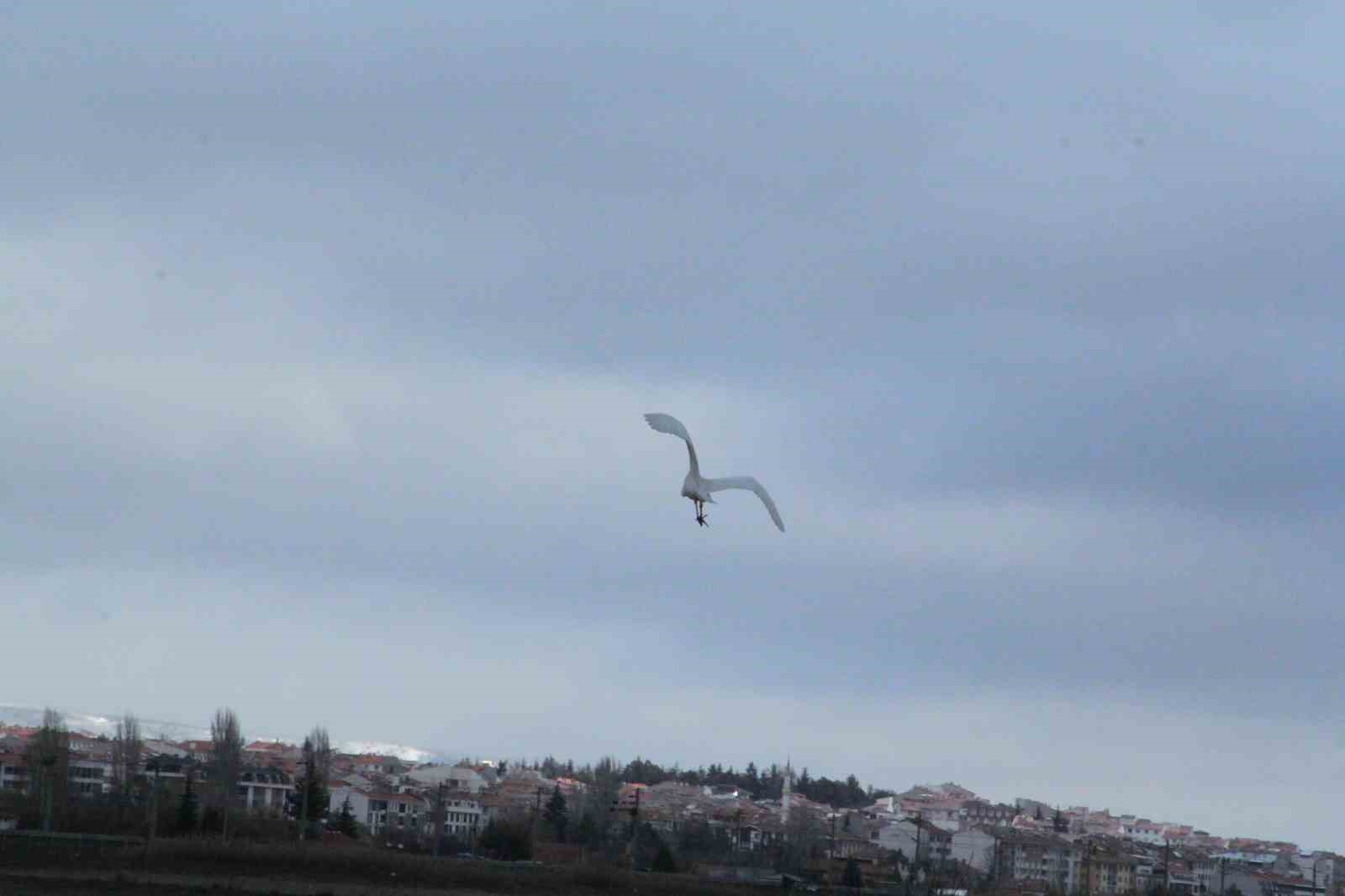 eskisehir-nadir-gorulen-beyaz-balikcil-kusu-fotograflandi