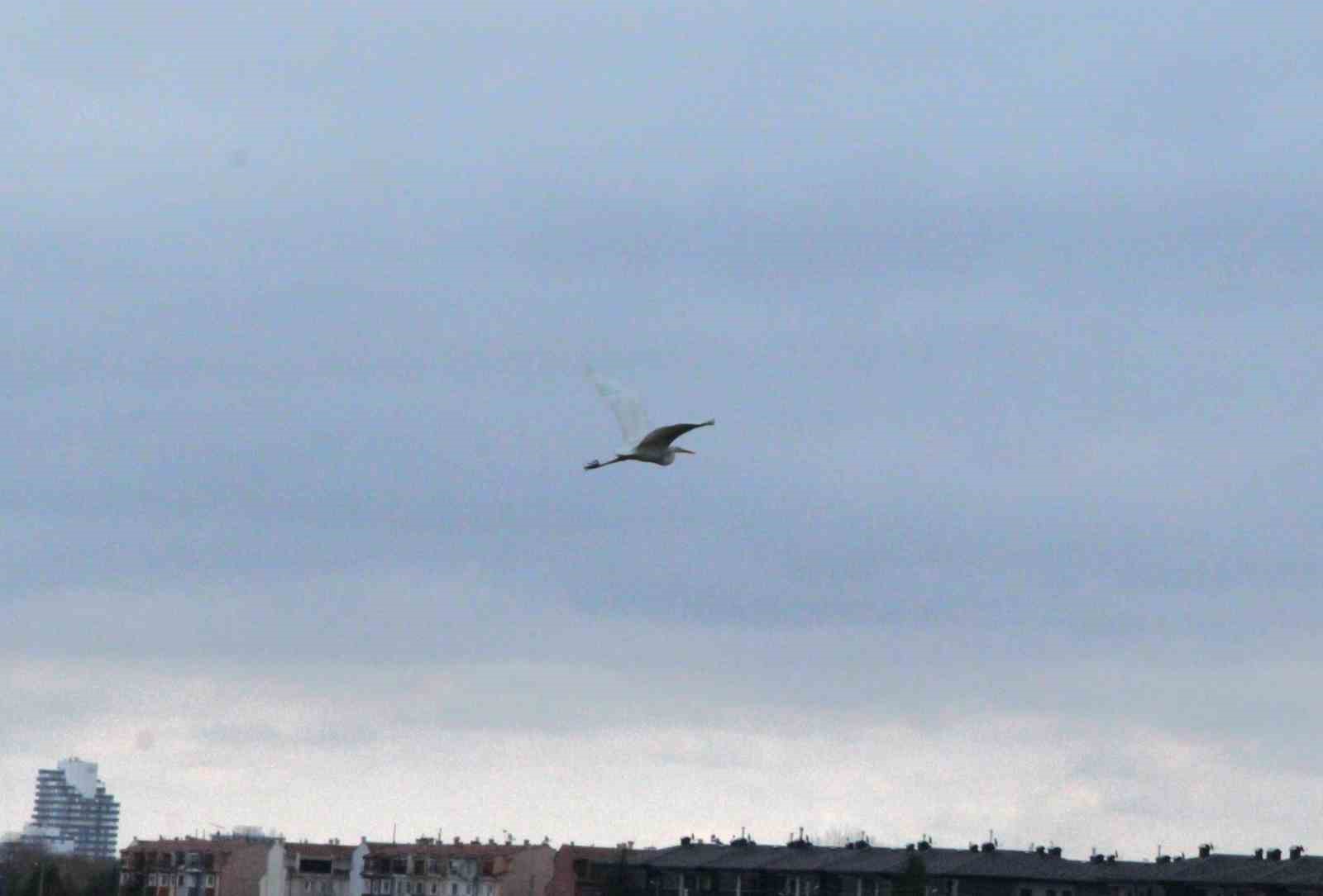 eskisehir-nadir-gorulen-beyaz-balikcil-kusu-fotograflandi