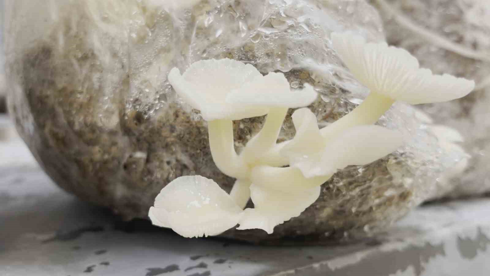 esogude-enoki-mantari-yetistiriliyor
