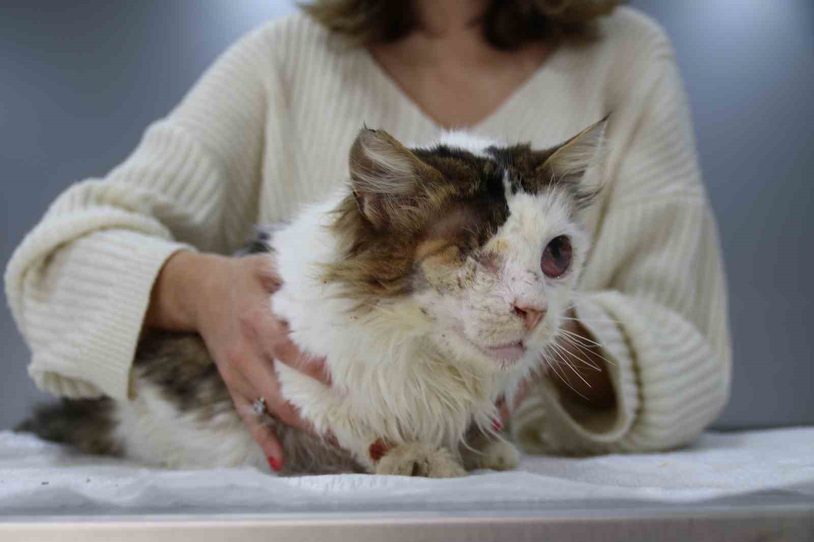 yarali-kedi-tek-gozuyle-hayvan-severler-sayesinde-hayata-tutundu