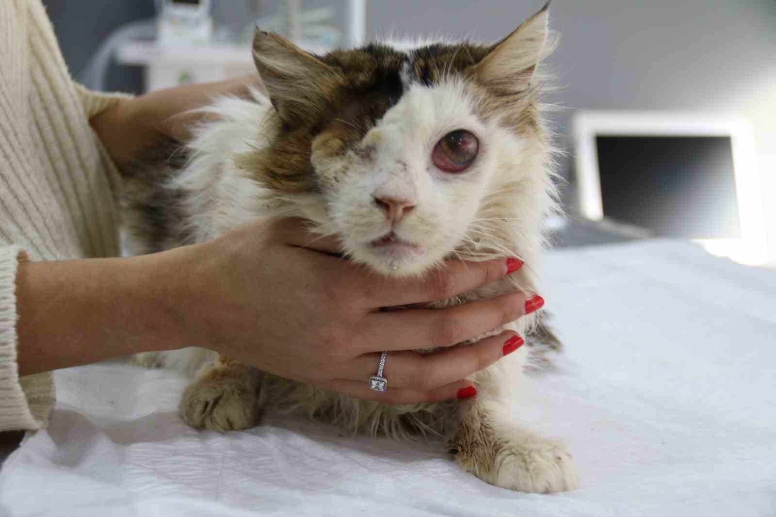 yarali-kedi-tek-gozuyle-hayvan-severler-sayesinde-hayata-tutundu