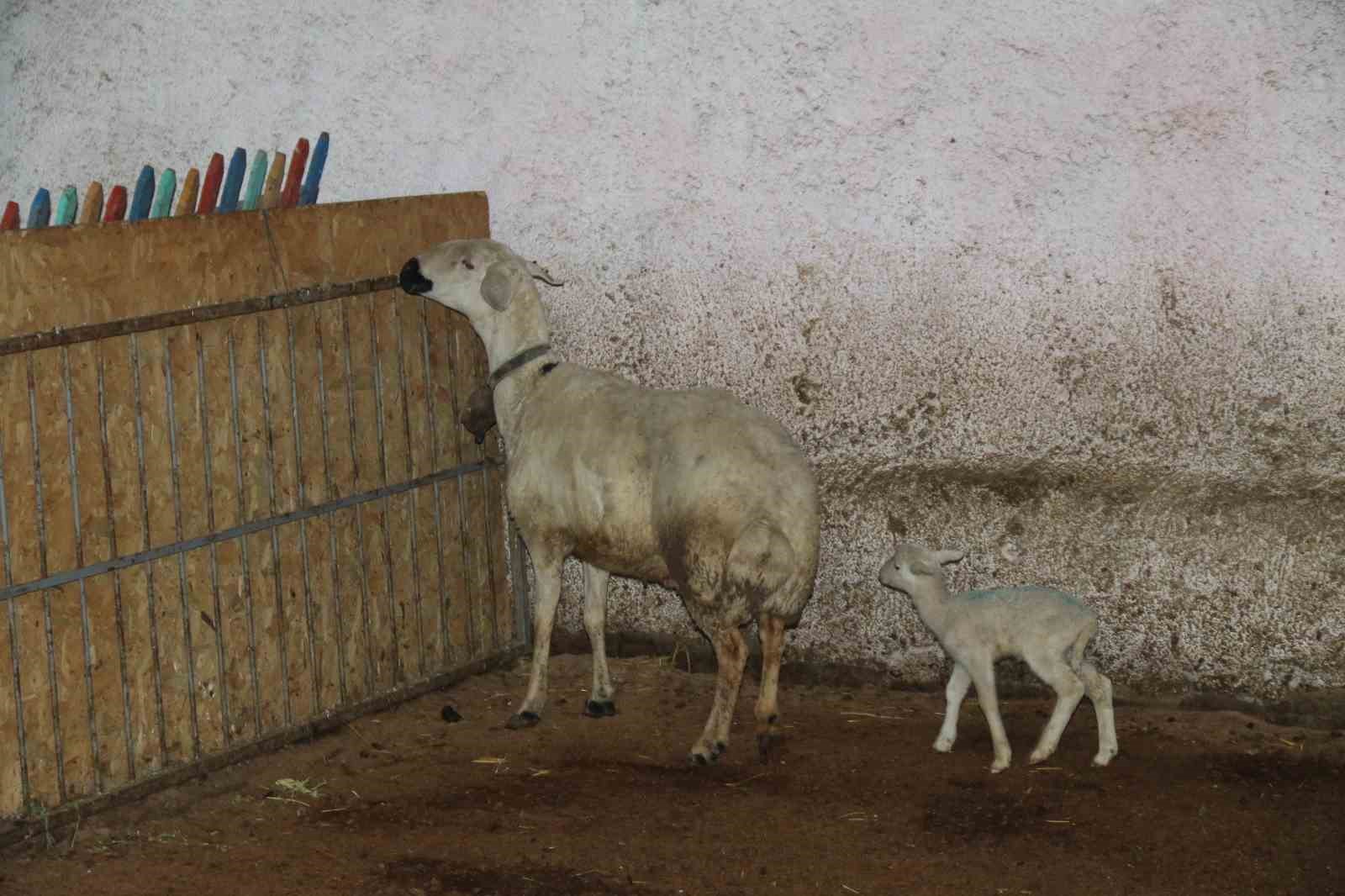 koyun-olen-yavrusuna-on-ayaklariyla-masaj-yaparak-kurtarmaya-calisti