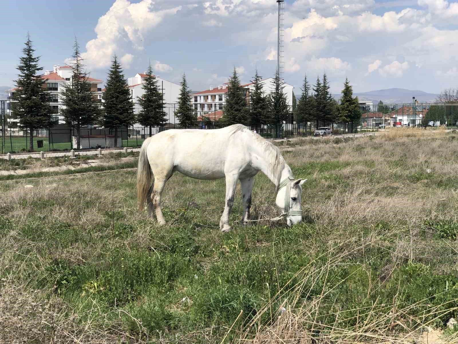 eskisehirde-basibos-atlar