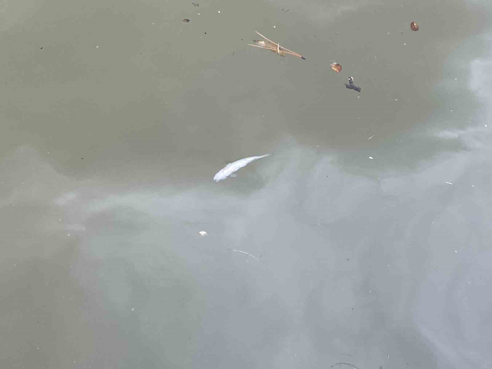 porsuk-cayinda-olen-baliklar-su-yuzeyine-vurdu