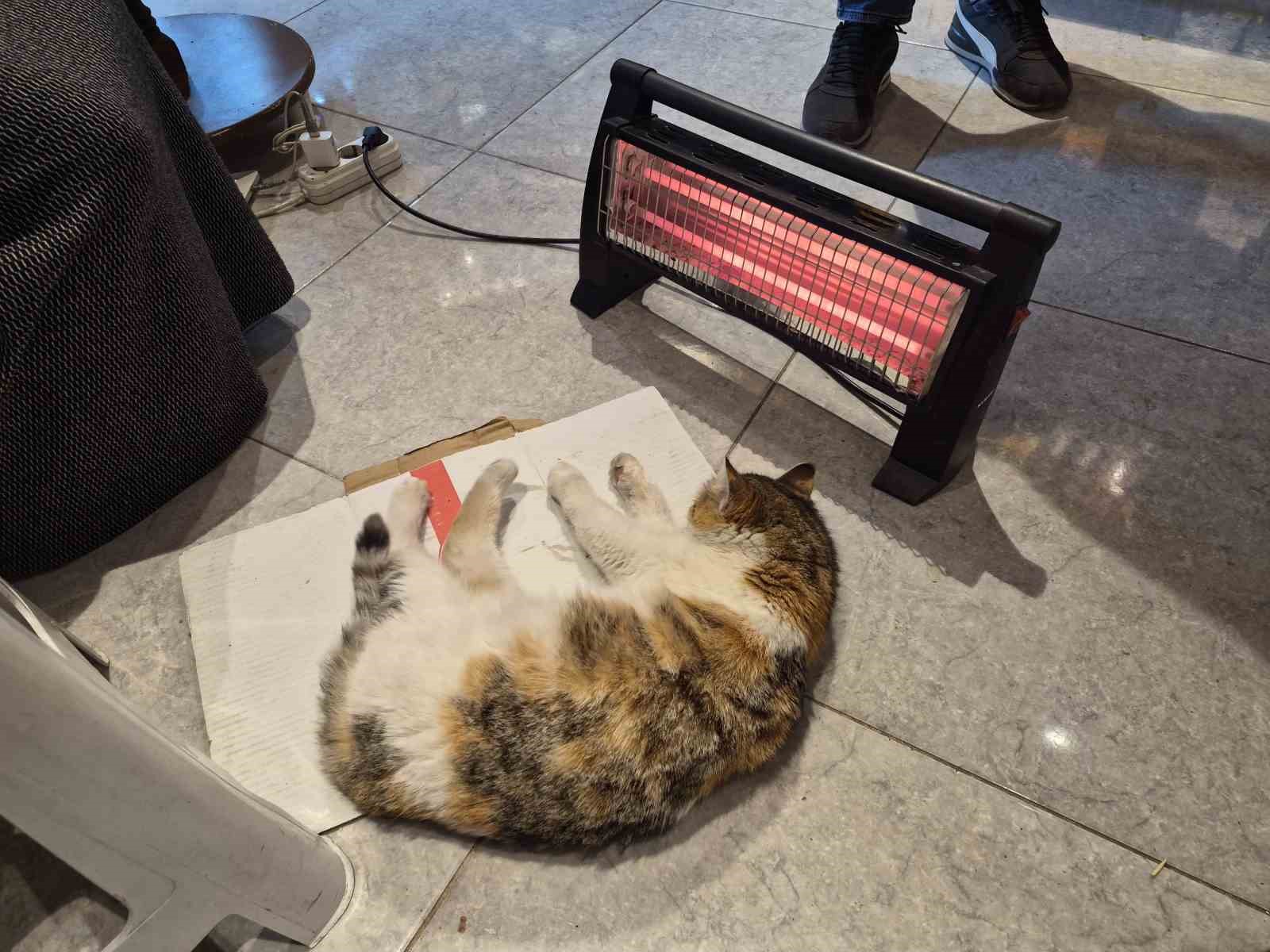 soguktan-usuyen-kedi-elektrikli-isiticinin-karsisinda-dinlendi