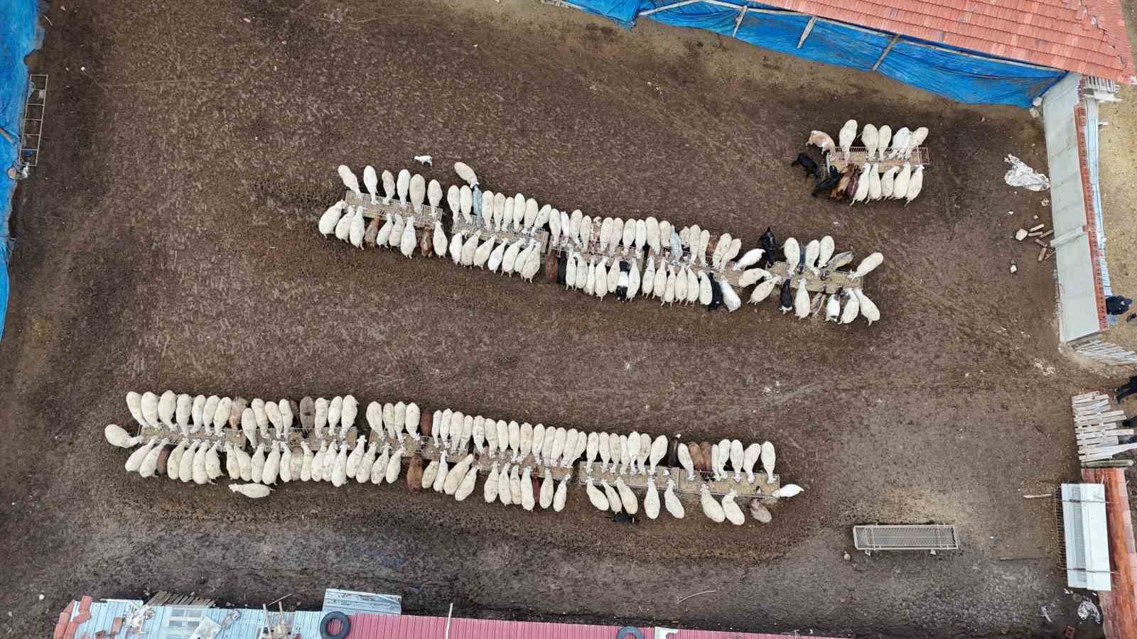 universiteli-coban-kis-mevsiminde-kucukbas-hayvan-bakiminin-zorluklarini-anlatti