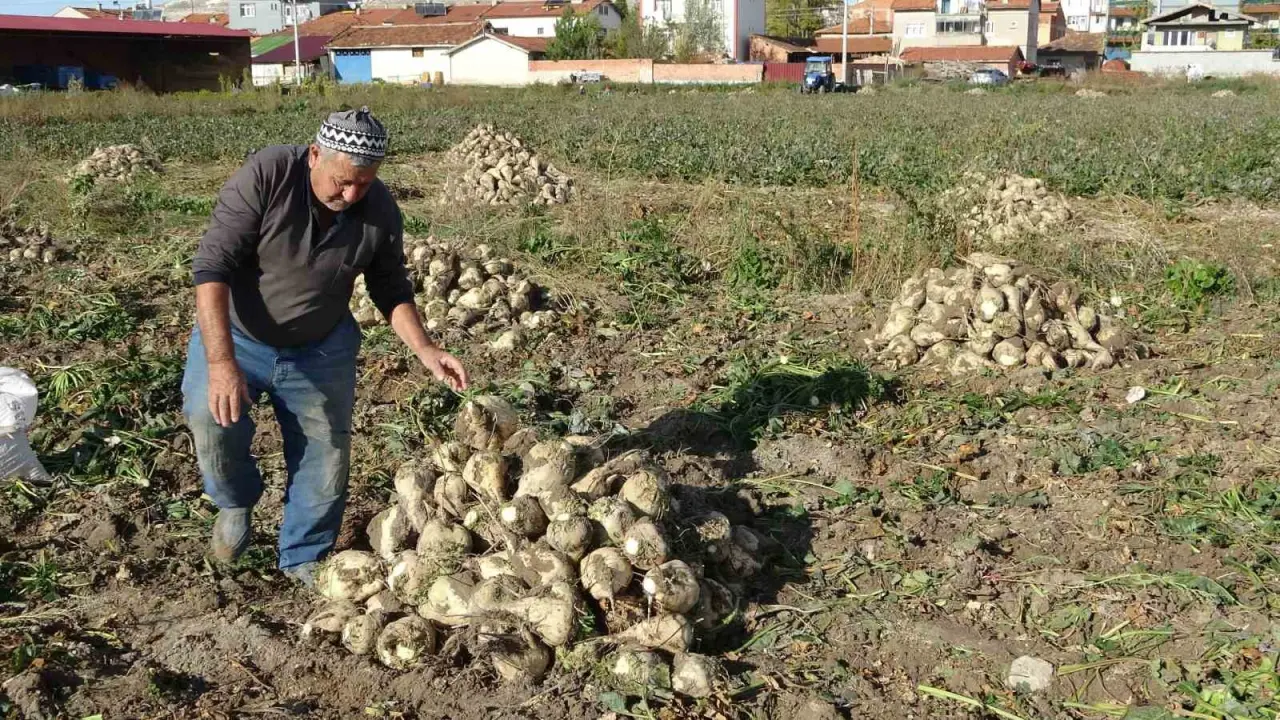 kutahyada-pancar-hasadi-basladi