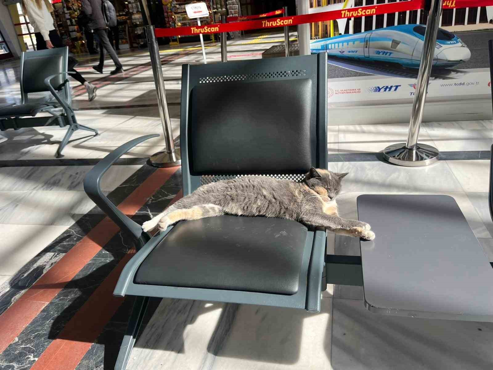 soguktan-kacan-patili-misafir-gar-koltugunda-gunes-keyfi-yapti