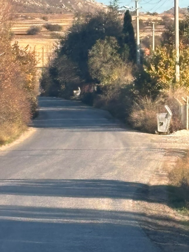 tekoren-yolunda-uzayan-agac-dallari-suruculere-zorluk-yasatiyor