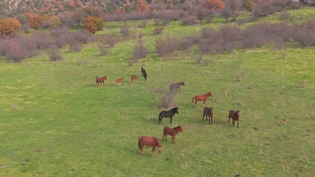 eskisehirdeki-yilki-atlarin-ozgur-halleri-havadan-goruntulendi