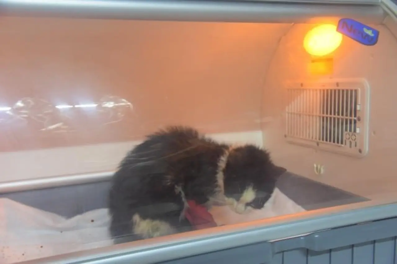 distal-oblik-kirigi-tespit-edilen-kedi-2-saatlik-operasyon-ile-sagligina-kavustu