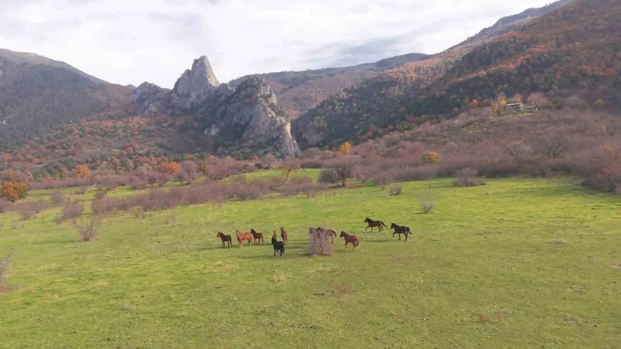 eskisehirdeki-yilki-atlarin-ozgur-halleri-havadan-goruntulendi