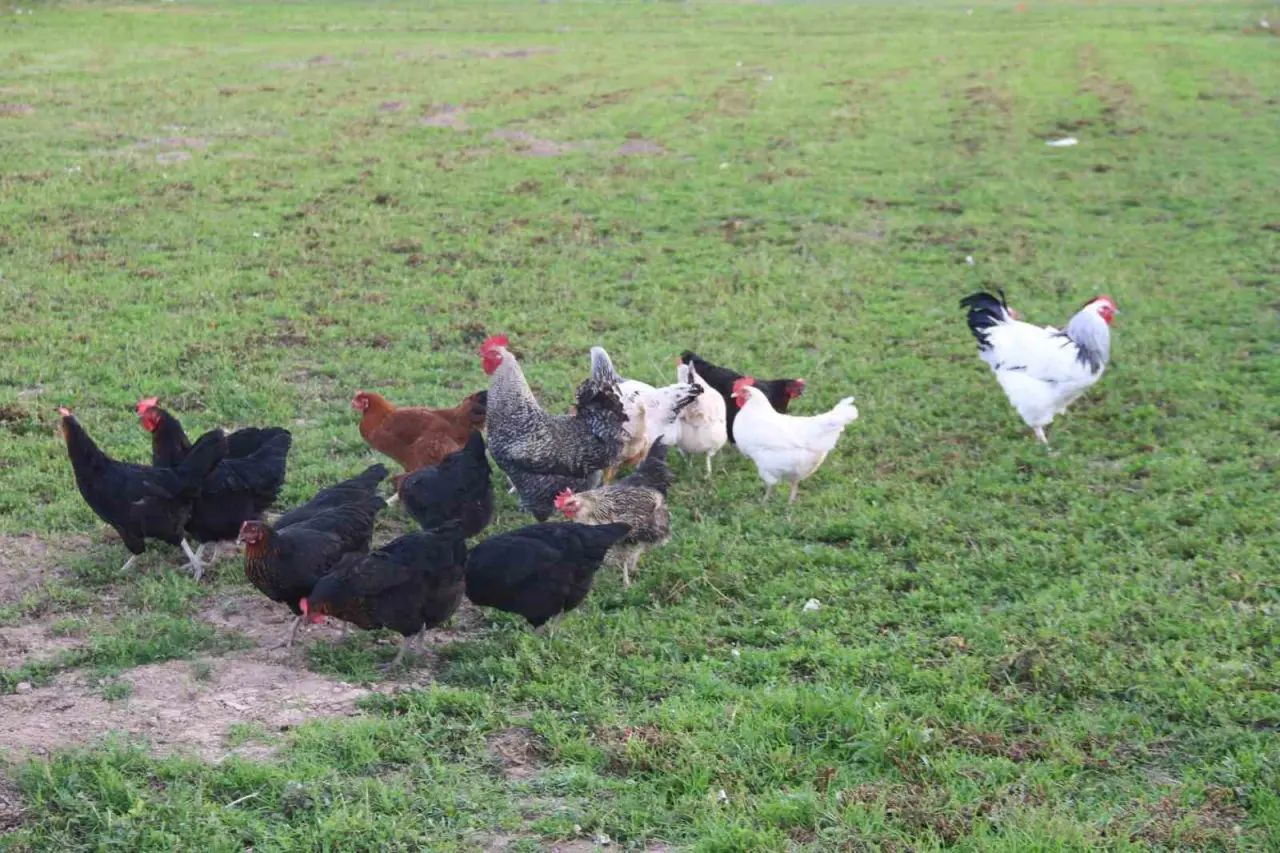 11-tavugu-kopeklerce-telef-edilen-mahalleli-hayvanlarini-korumak-icin-cobanlik-yapiyor