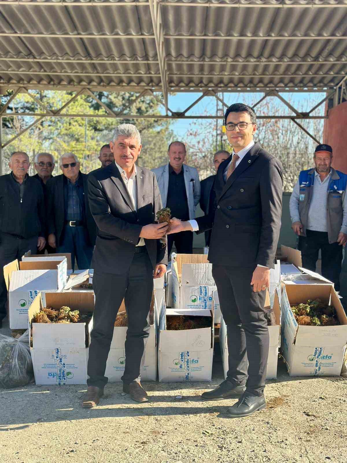 bilecikte-42-bin-adet-cilek-fidesi-dagitildi