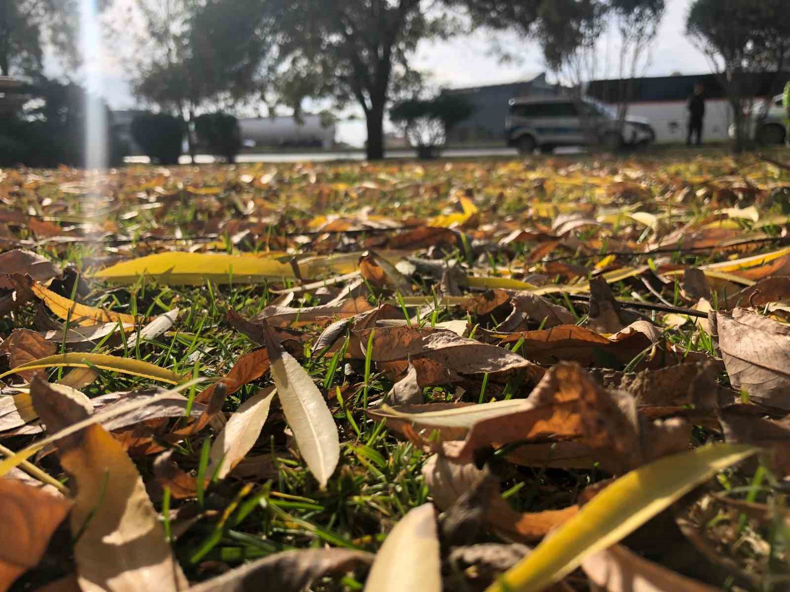 dokulen-yaprakla-kartpostallik-goruntuler-olusturdu