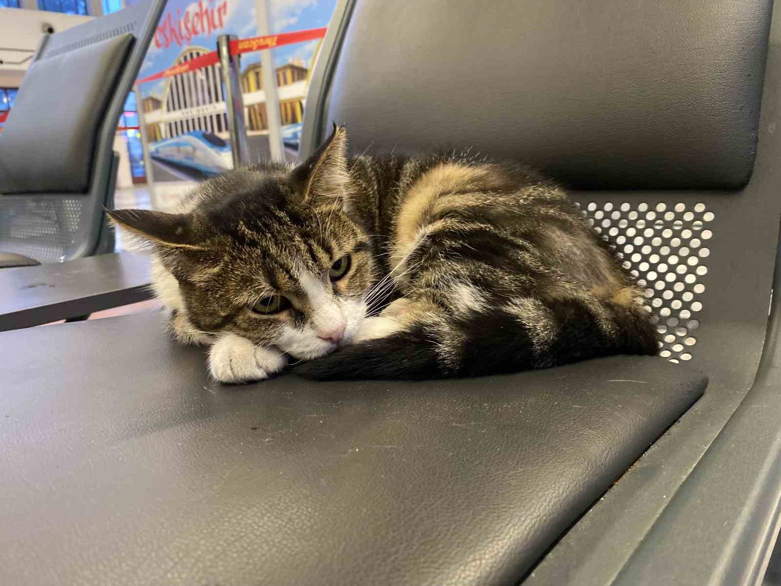 eskisehir-tren-istasyonunun-mudavim-kedileri