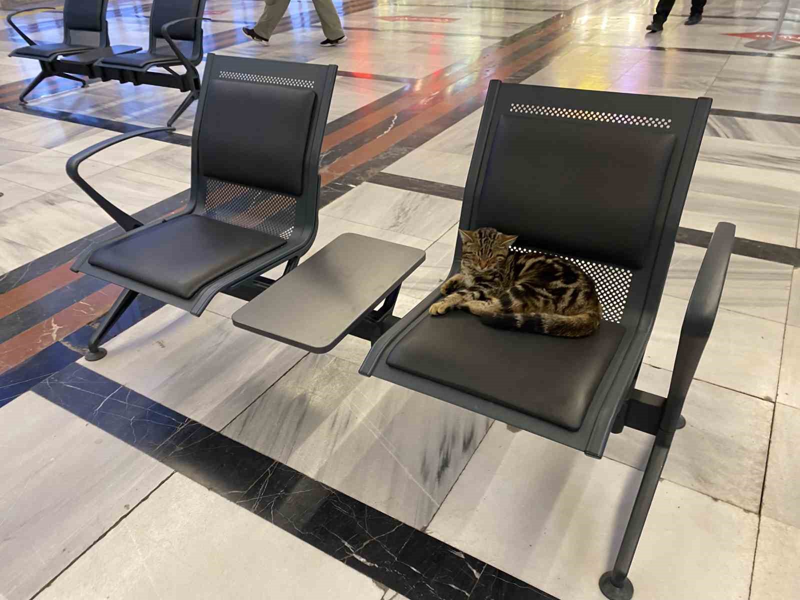 eskisehir-tren-istasyonunun-mudavim-kedileri