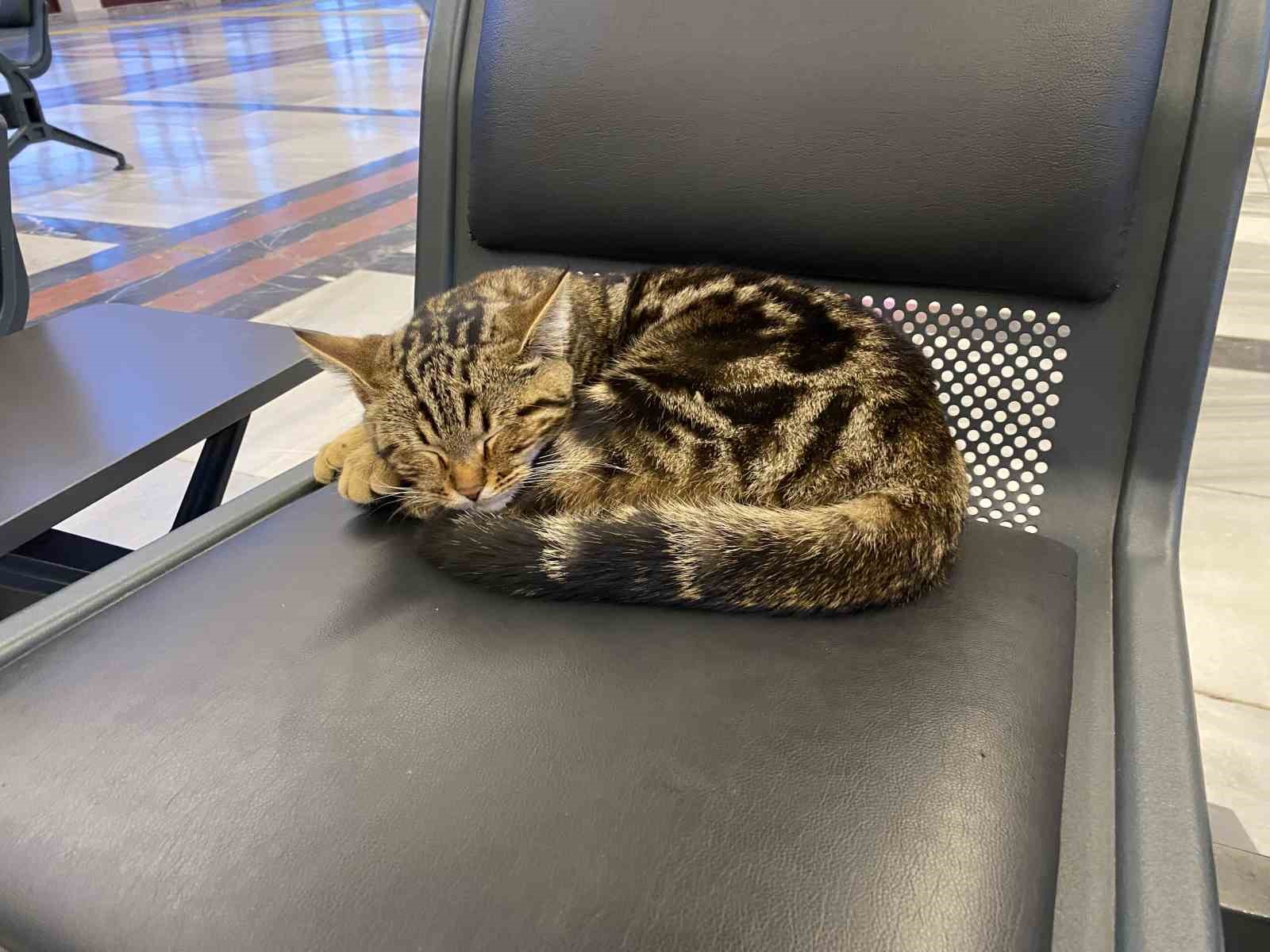 eskisehir-tren-istasyonunun-mudavim-kedileri