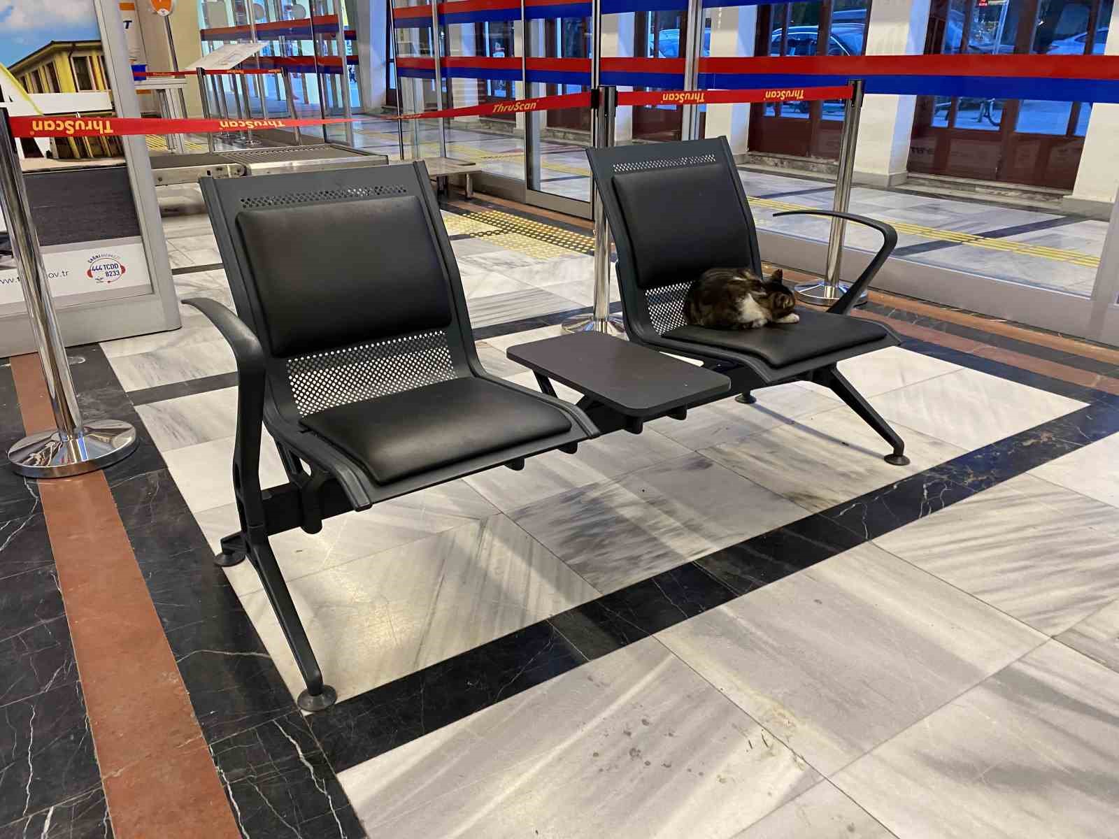 eskisehir-tren-istasyonunun-mudavim-kedileri