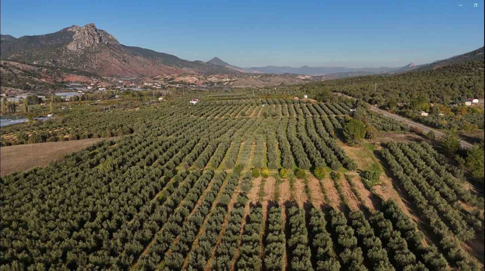 eskisehirin-akdenizinde-zeytinyaginin-soguk-sikim-yolculugu