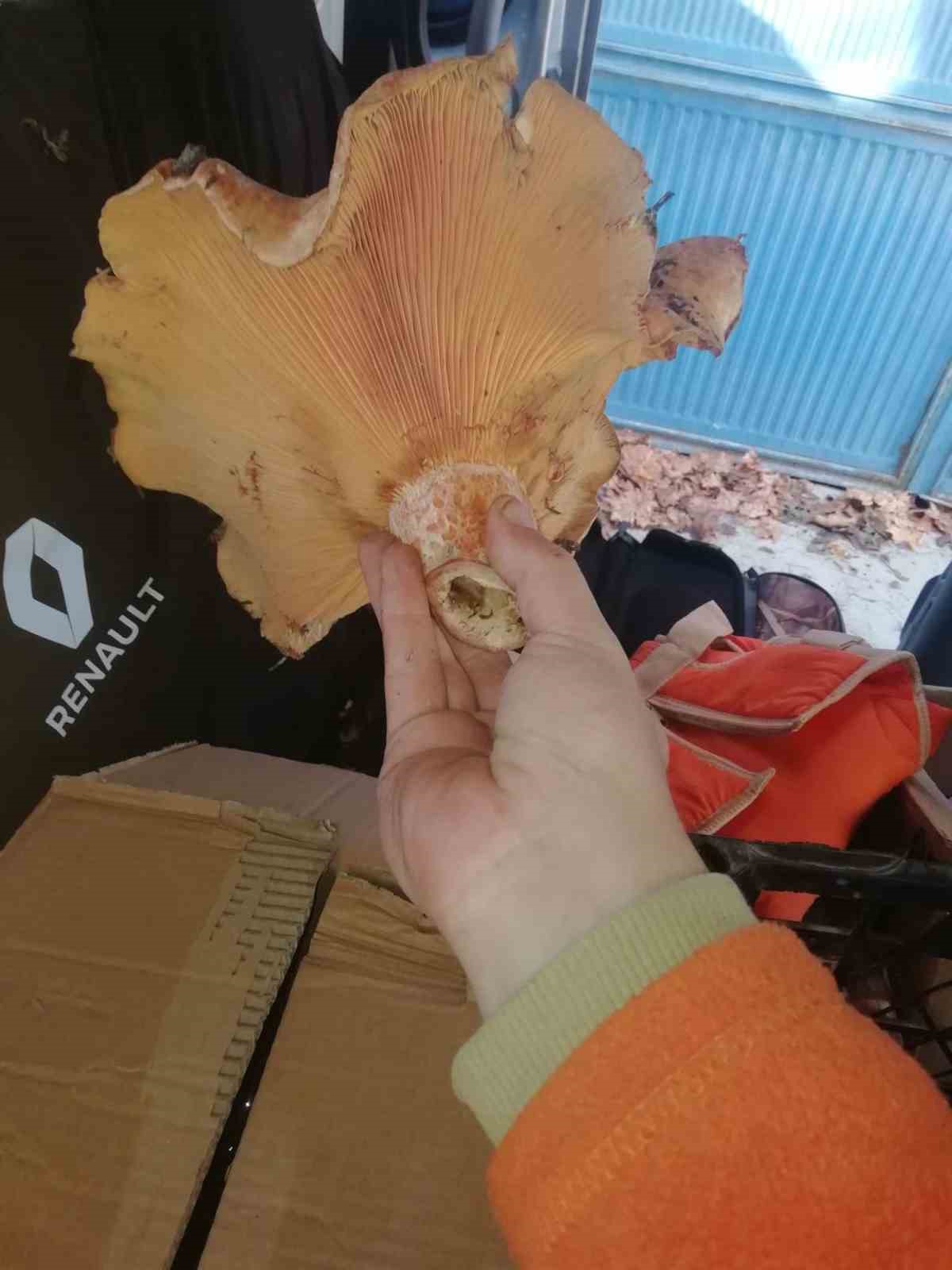 kutahyada-bulunan-dev-mantar-sasirtti