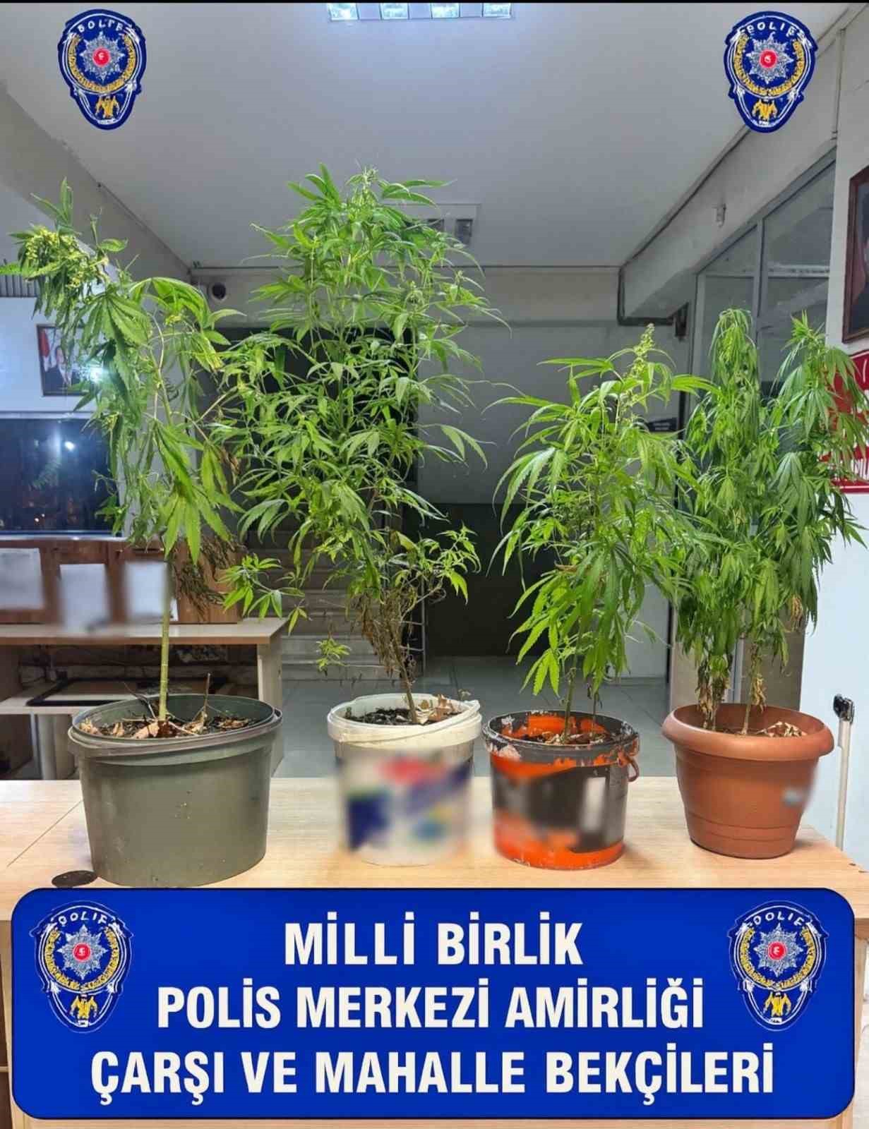 polis-saksilar-da-yetistirilen-kenevir-ele-gecirdi
