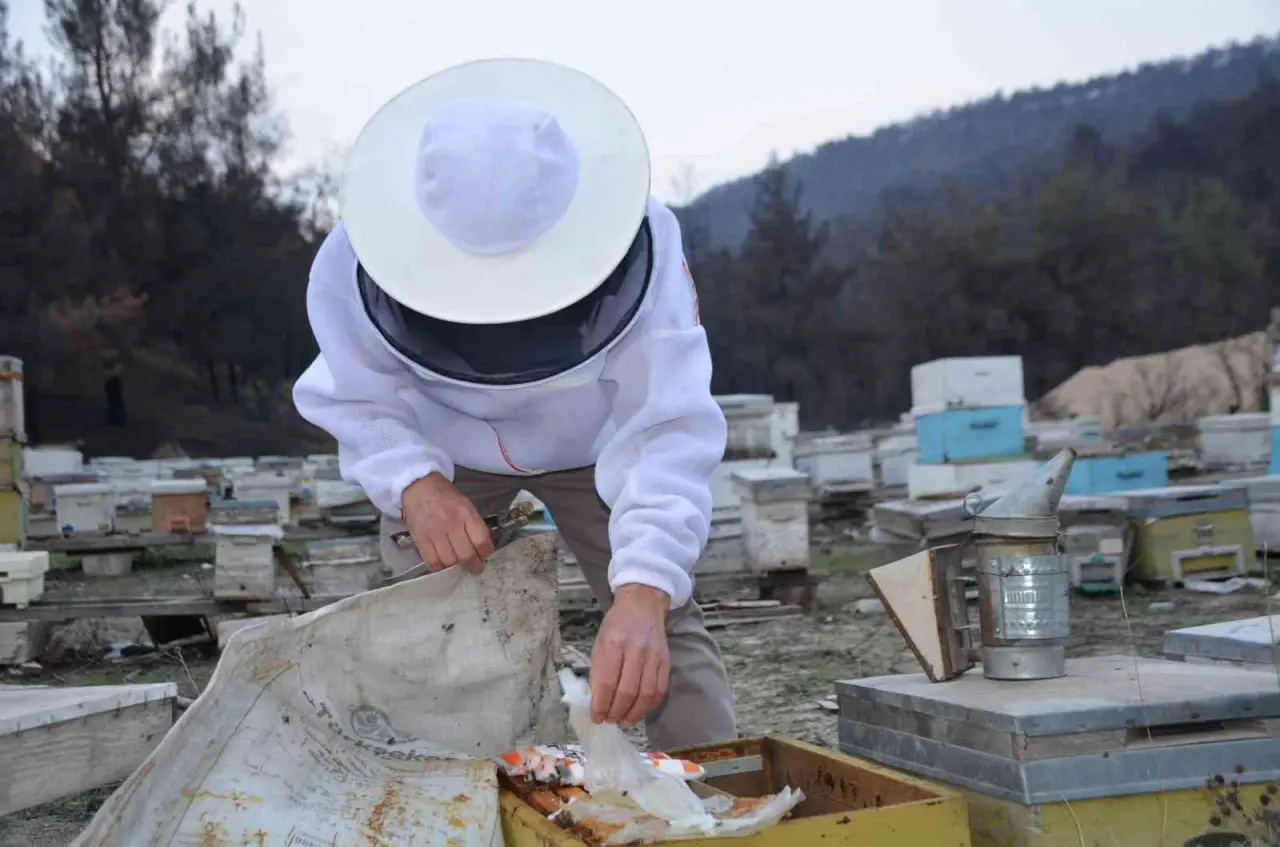 ana-ari-uretiminde-buyuk-basari-bir-ari-kovaniyla-hobi-olarak-basladi-simdi-turkiyenin-her-yerine-koloni-gonderiyor