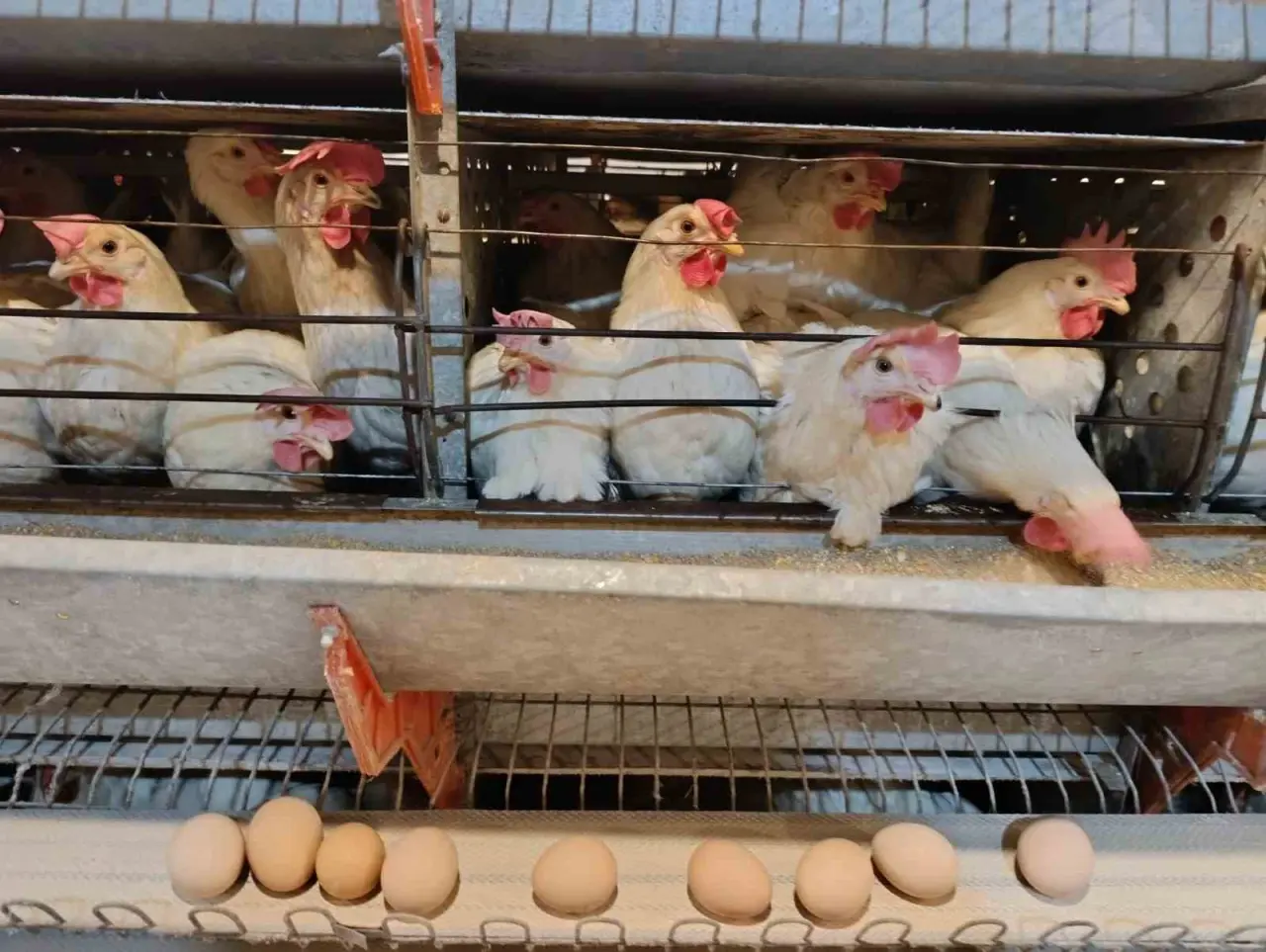simavin-kusu-beldesinde-gunluk-15-bin-yumurta-uretimi
