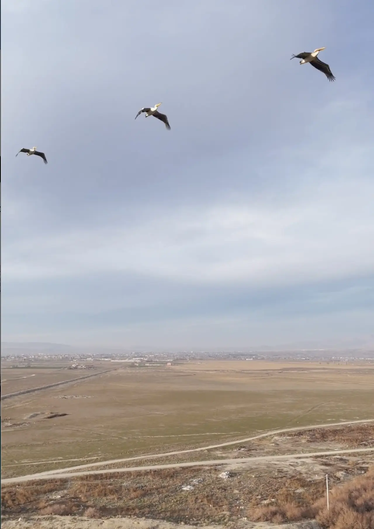 guneye-ucan-pelikan-surusu-sasirtti