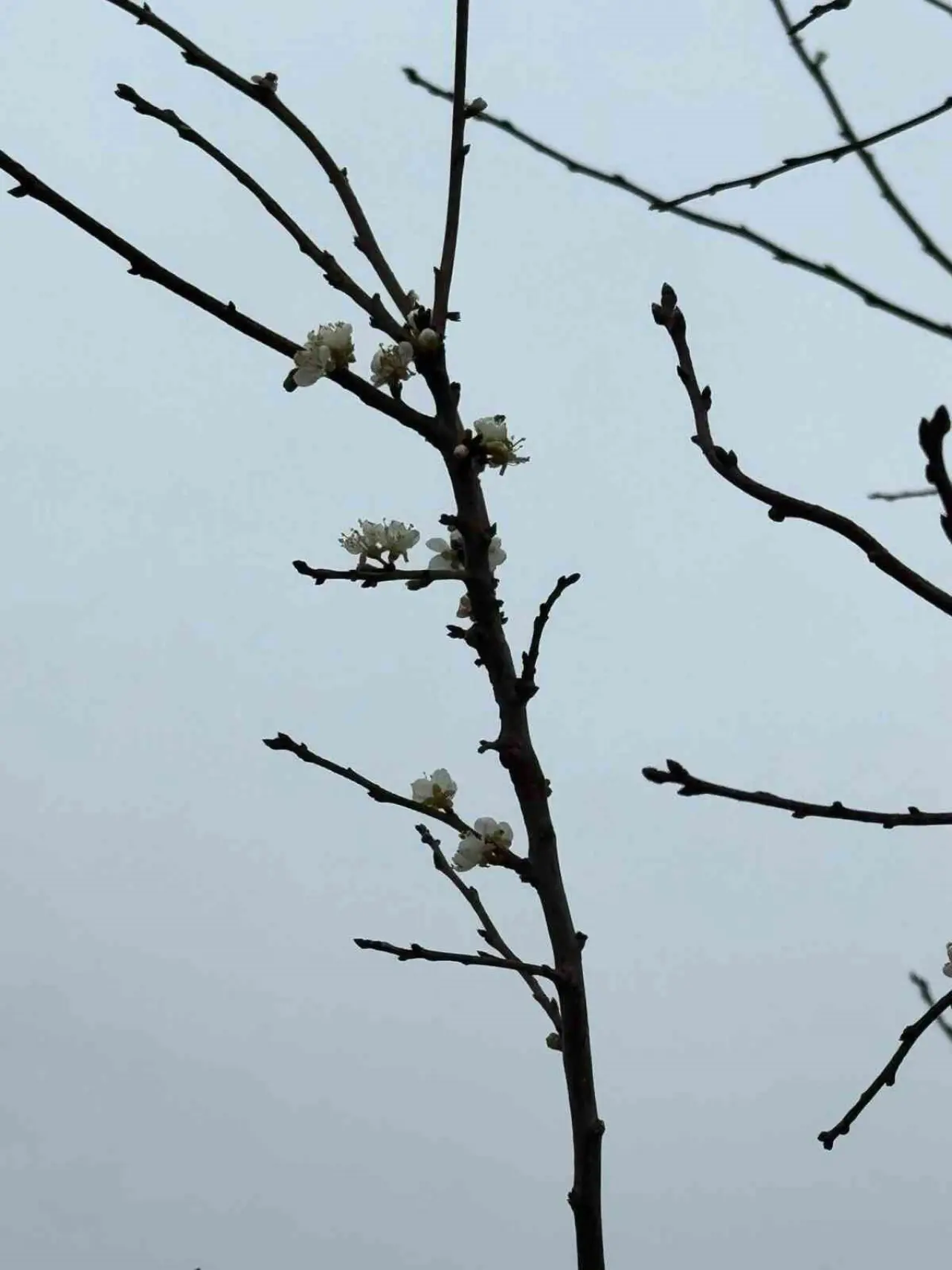 eskisehirde-kayisi-agaci-aralik-ayinda-cicek-acti