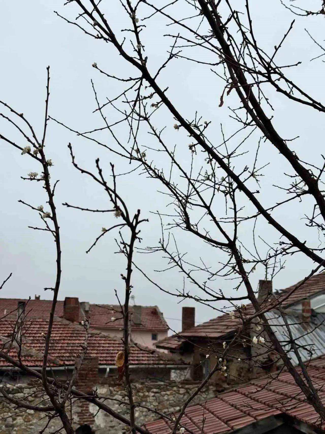 eskisehirde-kayisi-agaci-aralik-ayinda-cicek-acti