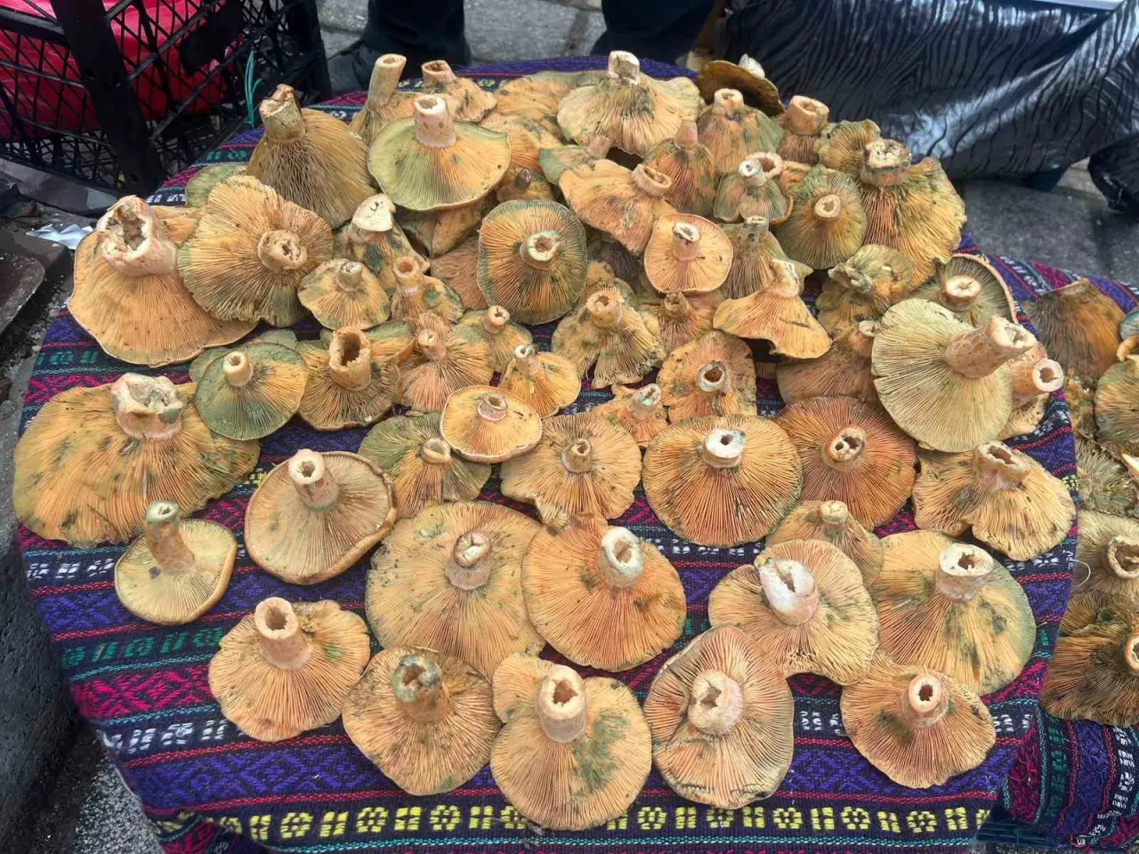 tavsanlida-aralik-ayi-sonunda-da-melki-mantari-bereketi