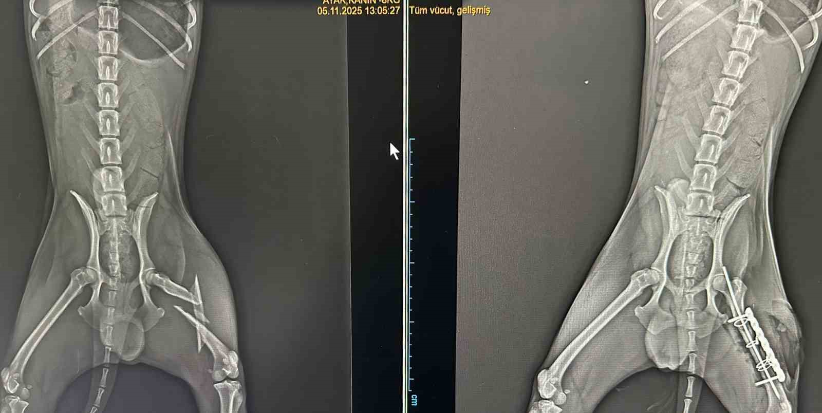 ayaginda-parcali-kirik-olusan-kopek-2-saatlik-ameliyatla-eski-sagligina-kavustu