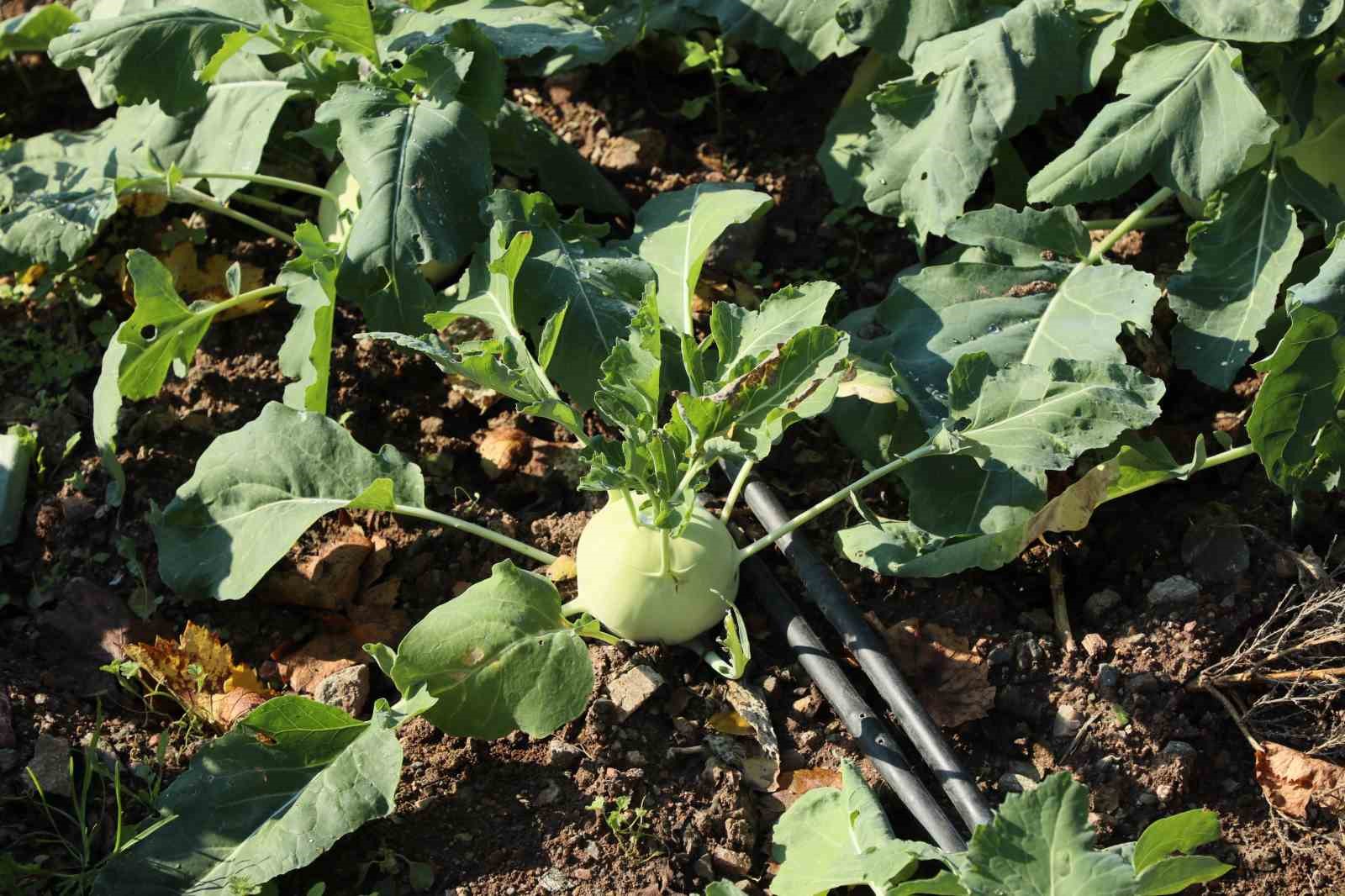 eskisehirde-organik-tarima-tam-not