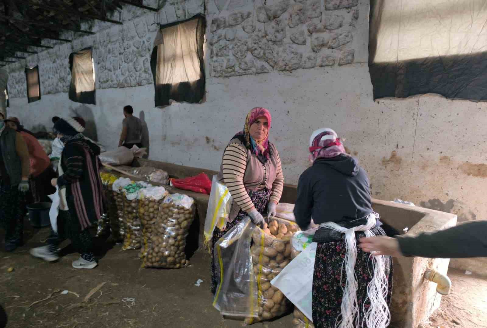 hasadi-biten-patateste-depolama-sureci-basladi