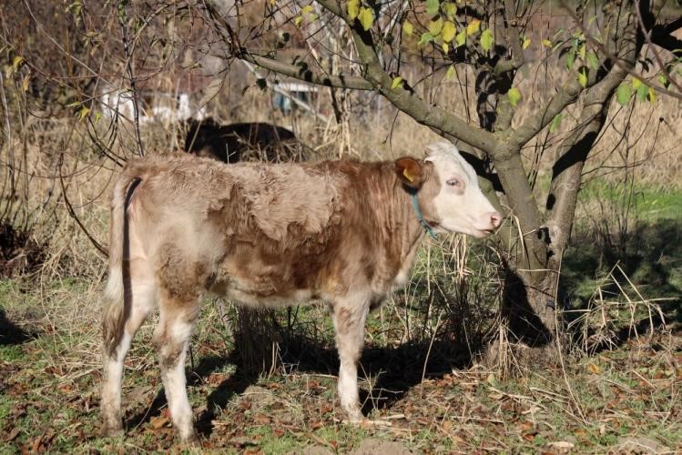kirsalda-bereket-var-projesiyle-ureticiye-buyukbas-destegi