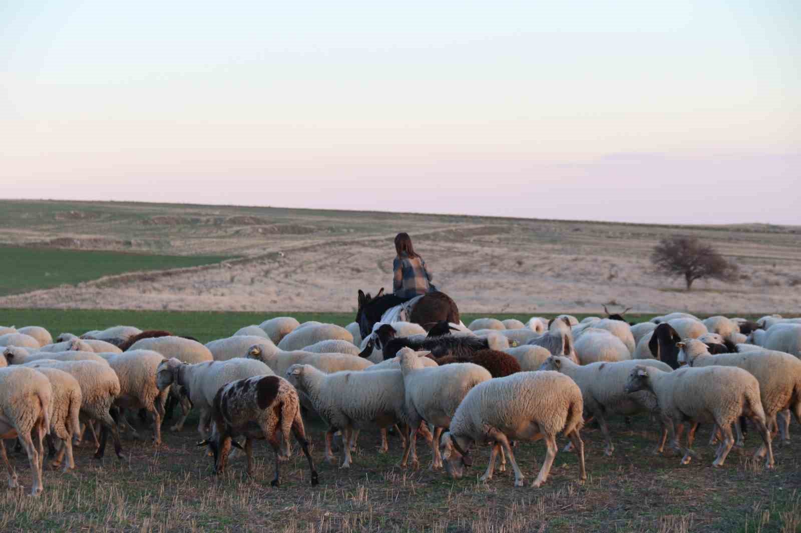 kucuk-kiz-baba-meslegi-cobanligi-devam-ettiriyor-eseginin-uzerinde-koyunlarini-guduyor