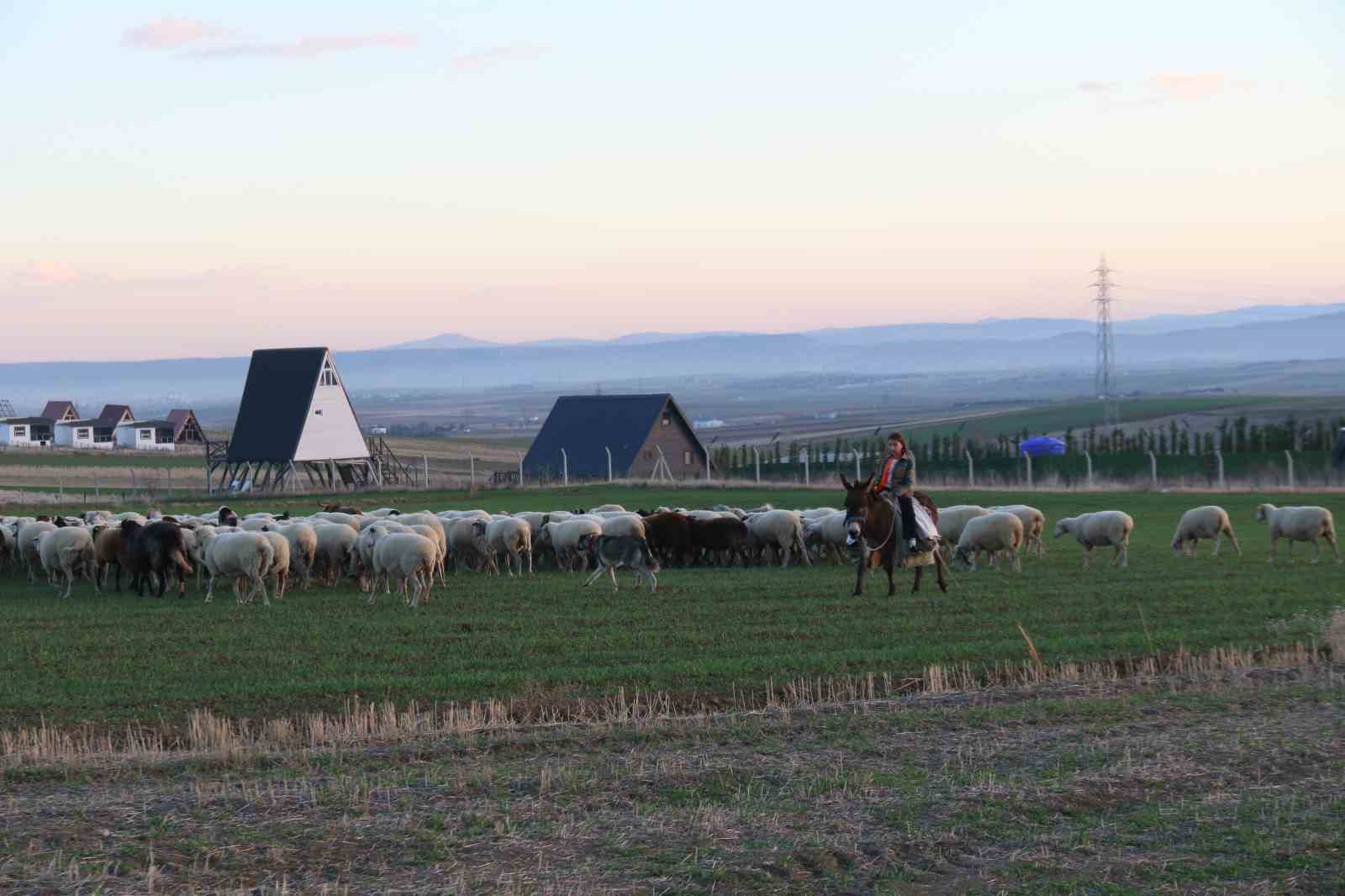 kucuk-kiz-baba-meslegi-cobanligi-devam-ettiriyor-eseginin-uzerinde-koyunlarini-guduyor