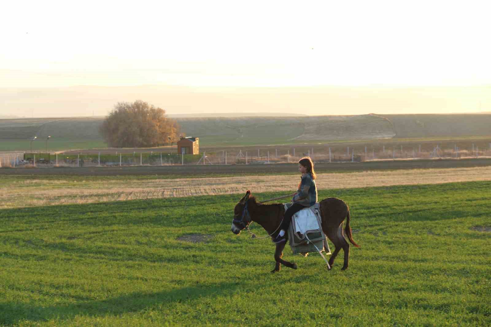kucuk-kiz-baba-meslegi-cobanligi-devam-ettiriyor-eseginin-uzerinde-koyunlarini-guduyor