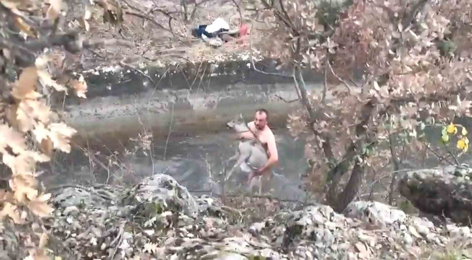 kutahyada-su-kanalina-dusen-karaca-kurtarildi