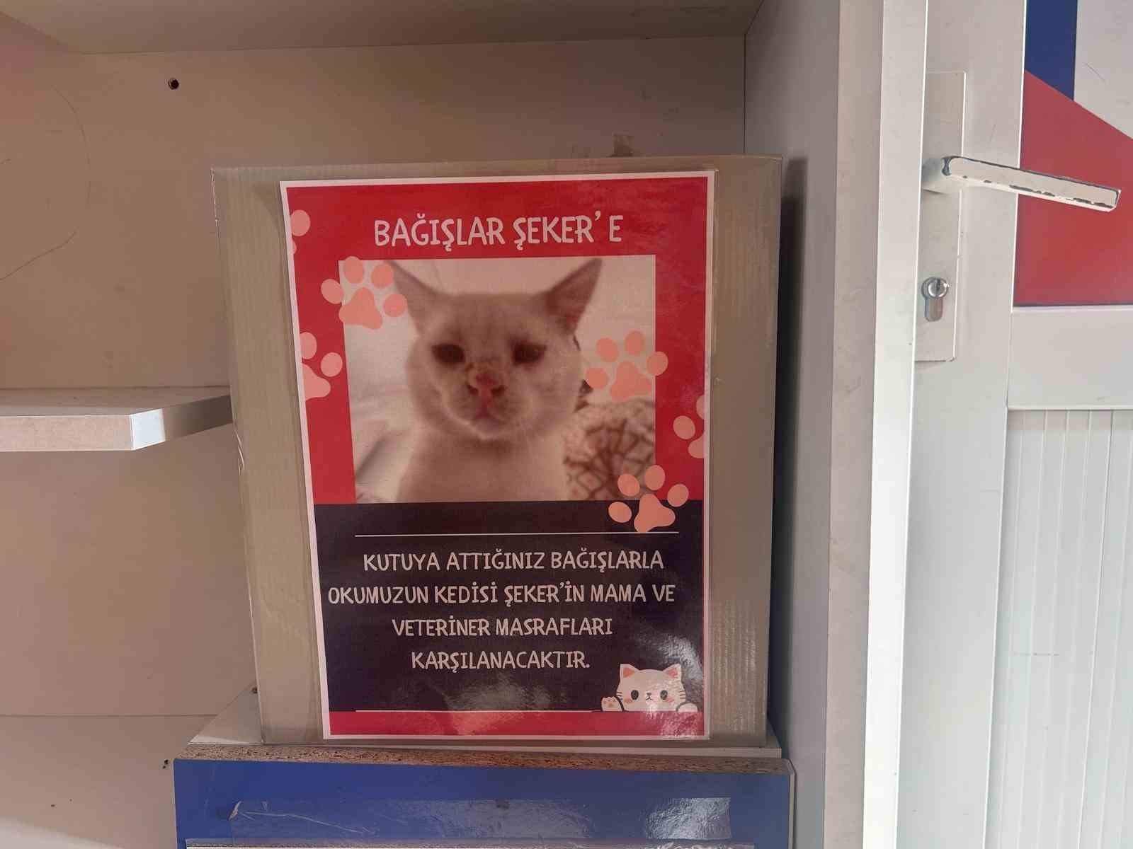 okul-sokak-kedisinin-yuvasi-oldu