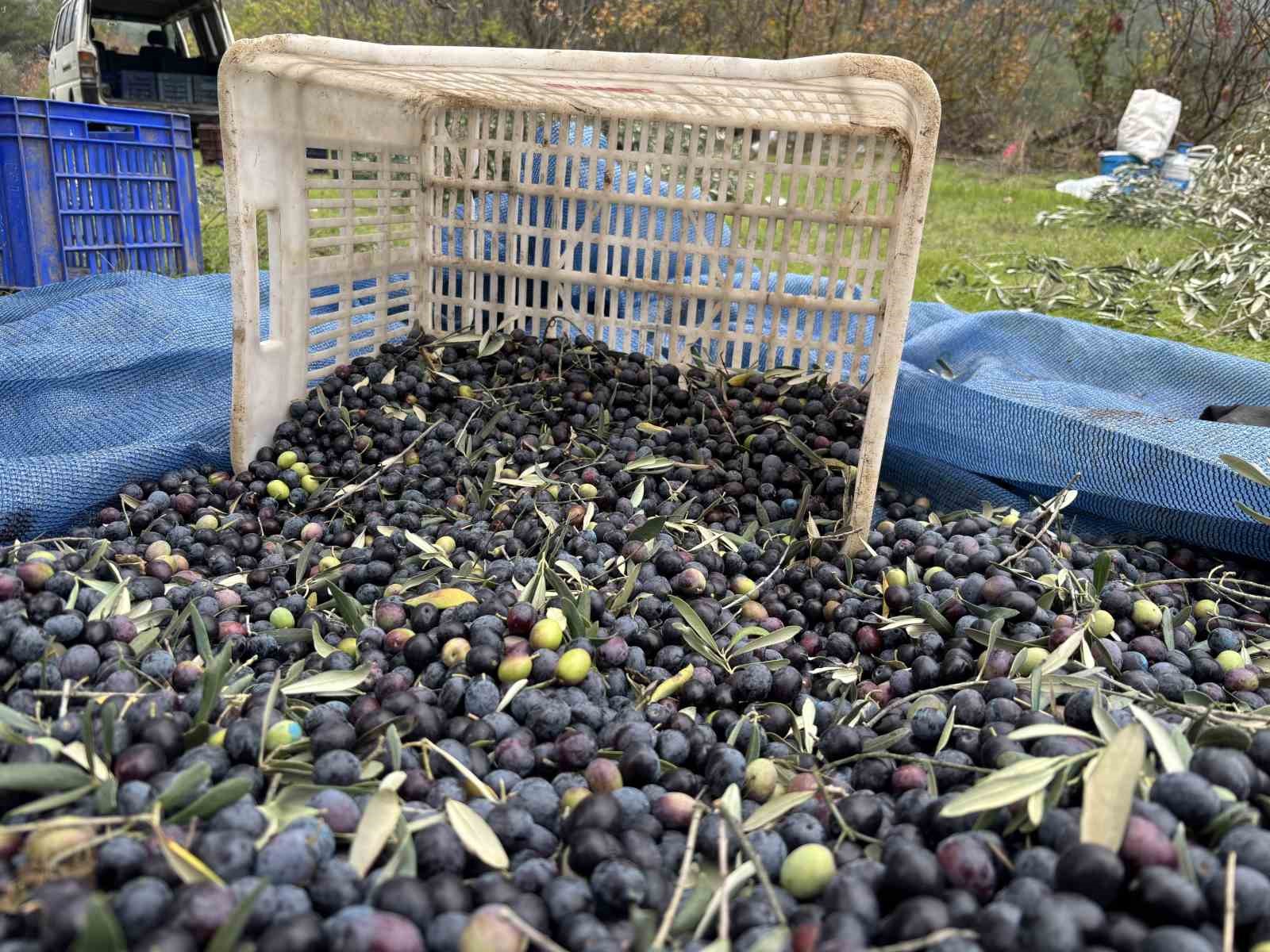 orta-sakarya-vadisindeki-mikroklima-etkisine-sahip-osmanelinde-zeytinler-hasat-sona-erdi