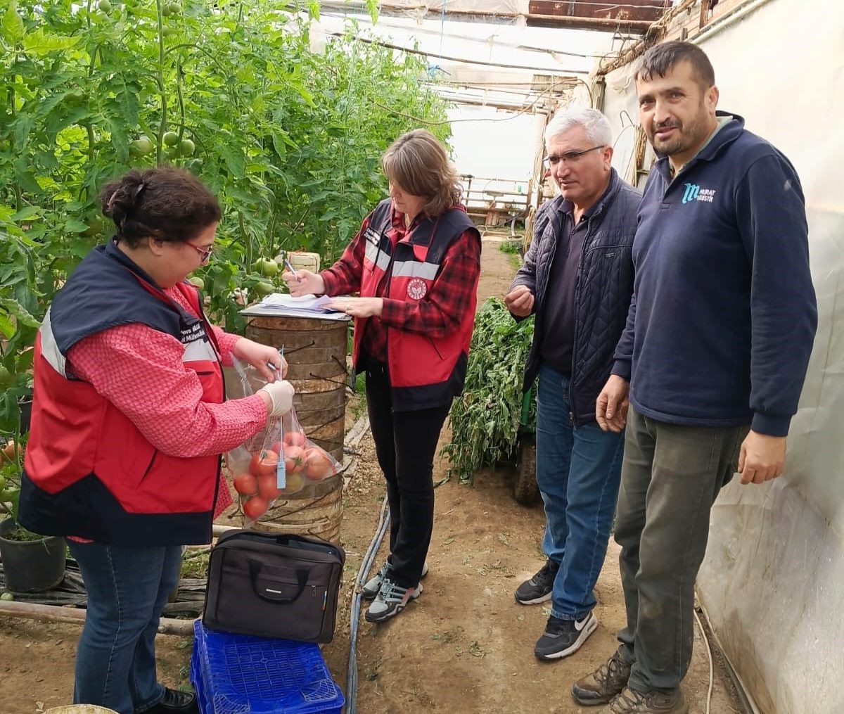 simavdaki-sera-alanlarindan-pestisit-denetimi-icin-domates-numunesi-alimi