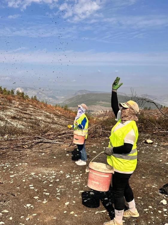 yangin-alanlari-yesile-burunuyor