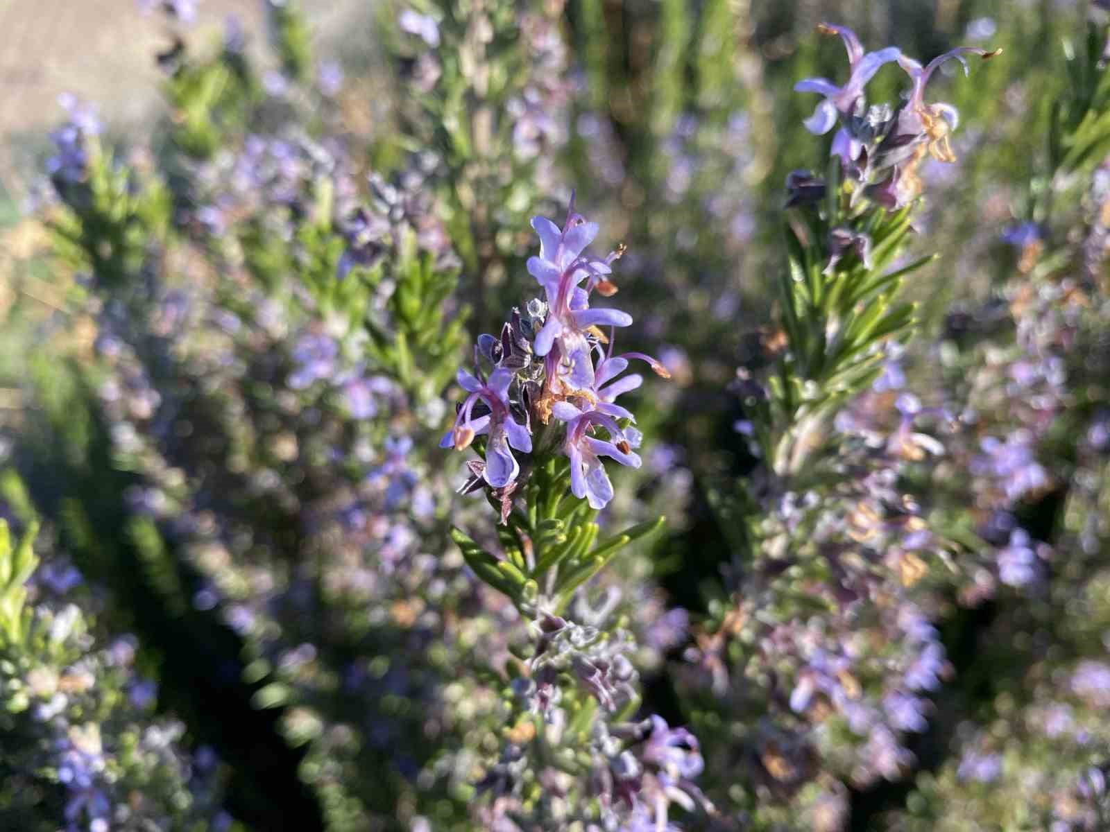 yapilan-10-yillik-calisma-sonucunda-artik-eskisehirde-biberiye-uretilebiliyor