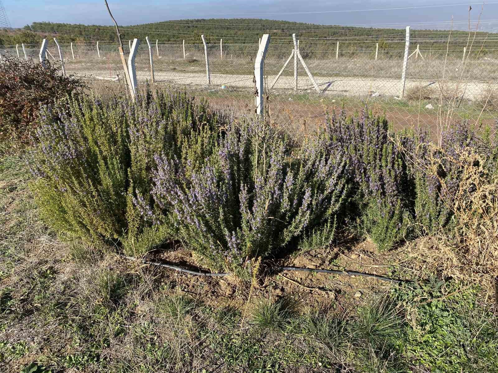 yapilan-10-yillik-calisma-sonucunda-artik-eskisehirde-biberiye-uretilebiliyor